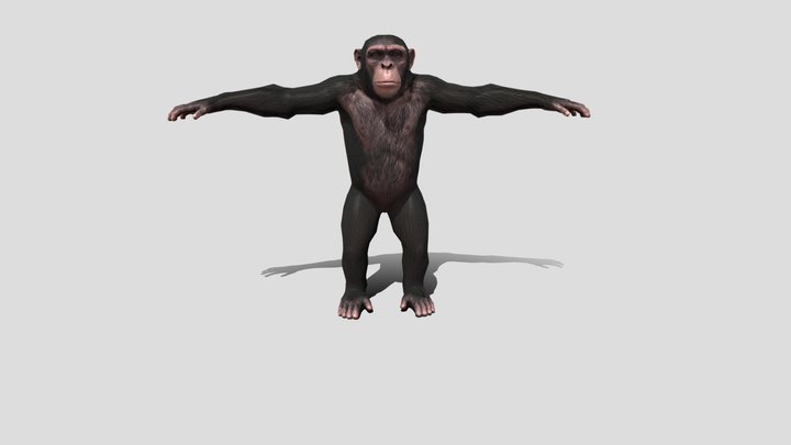 chimpanzee Monkey 3d model free – Modello 3D gratuito STL