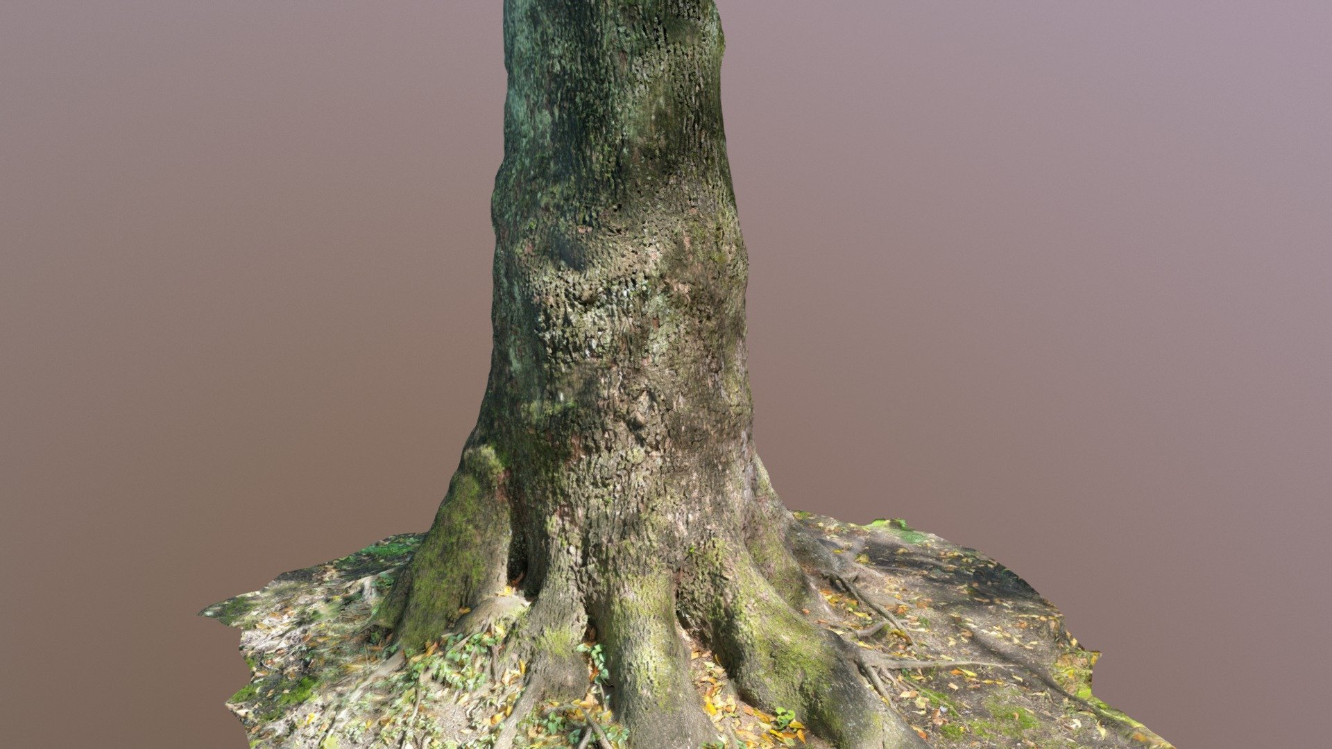 妙蓮寺境内の木(Photogrammetry)