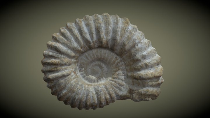 Agadir Ammonite Fossil, UK Geology Project 3D Model