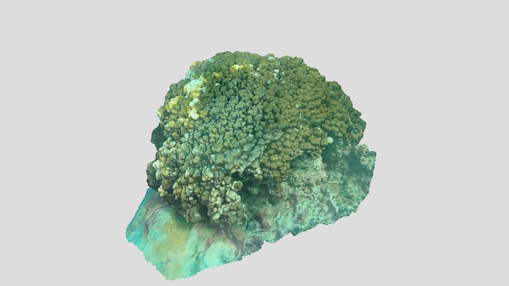 Coral - Porites evermanni 3D Model