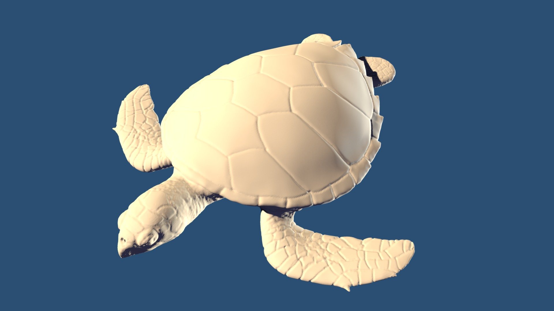 Hawksbill Turtle High Poly - Download Free 3D model by Bindestrek ...