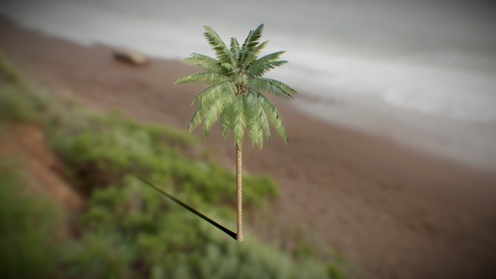 Realistic Palm Tree Model vol.1 3D Model