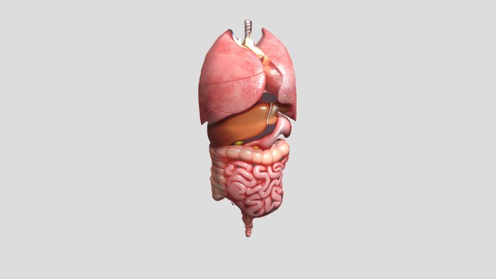 Human Organs 2 3D Model