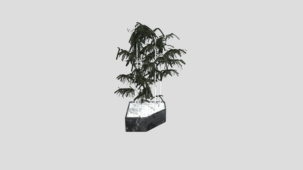 Simple Bamboo Plant
