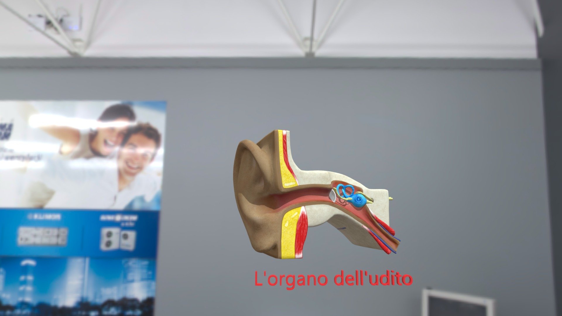 L'organo dell'udito