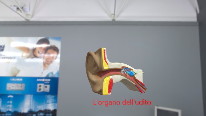 L'organo dell'udito 3D Model