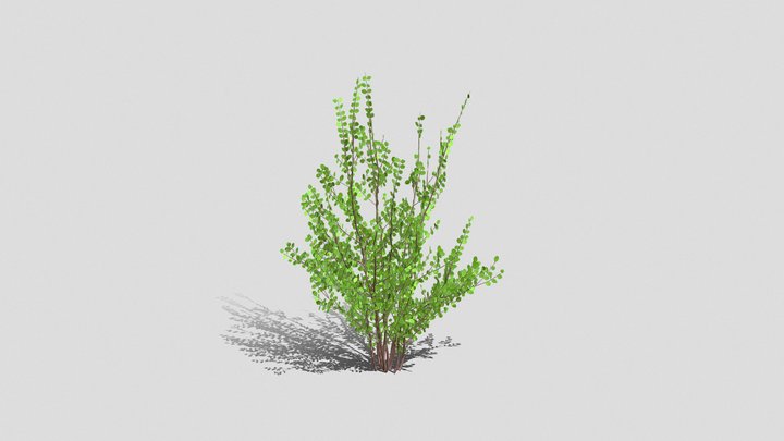 Cercidiphyllum Japonicum Katsura 3D Model