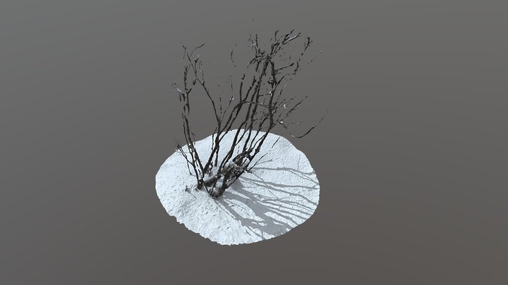 Snow bush