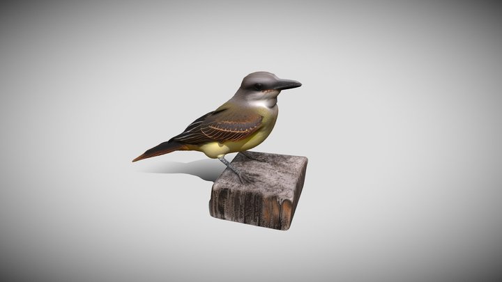 Tyrannus melancholicus – Modello 3D gratuito STL