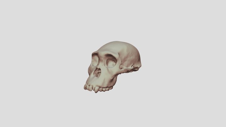 Australopithecus sediba ct reconstruction