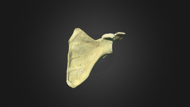 Left Scapula – Free 3D Model STL