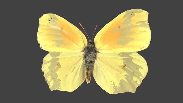 Gonepteryx Cleopatra – Modello 3D gratuito STL