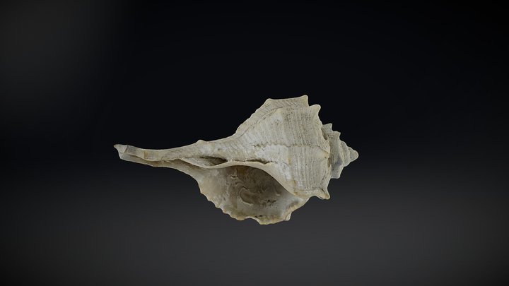 Seashell 3D Scanning. Photogrammetry + Texture 3D Model