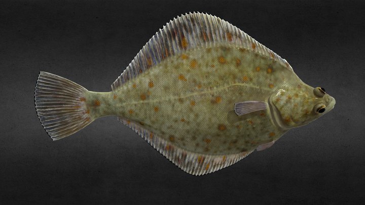 Platichthys flesus 3D Model