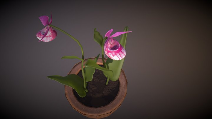 Cypripedium Orchid 3D Model