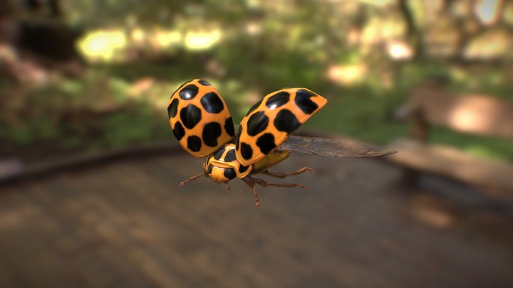 Ladybug-VR 3D Model