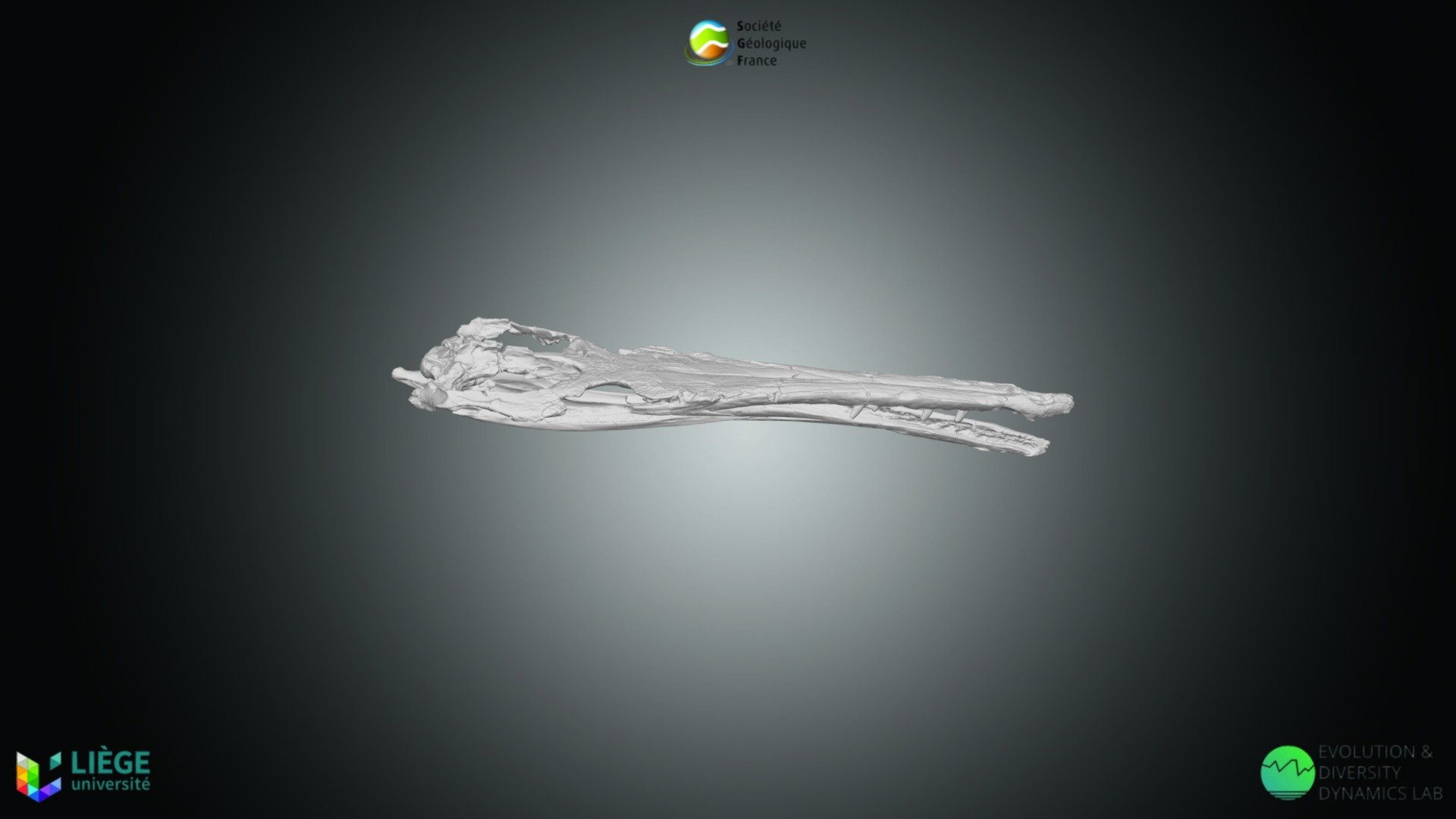 Reptile – Thalattosuchus superciliosus — Sketchfab embed 3D viewer