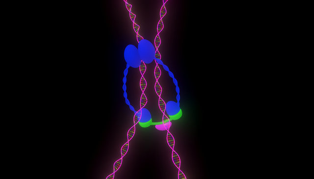 Cohesin For Sketchfab 3D Model
