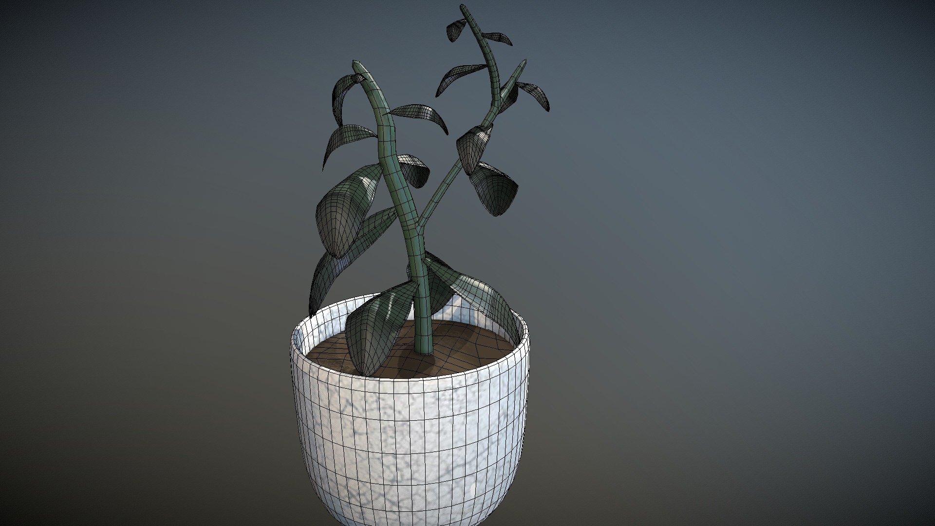 Potted Jade Plant