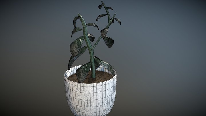 Potted Jade Plant 3D Model