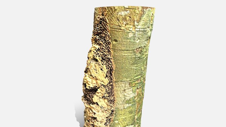 Paper Wasp Nest (Polistes sp. ) on tree trunk 3D Model