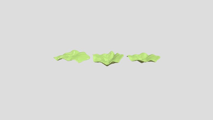 lotus leaf 3D Model