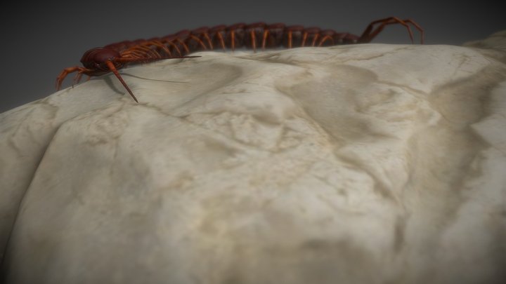 Amazonian giant centipede 3D Model