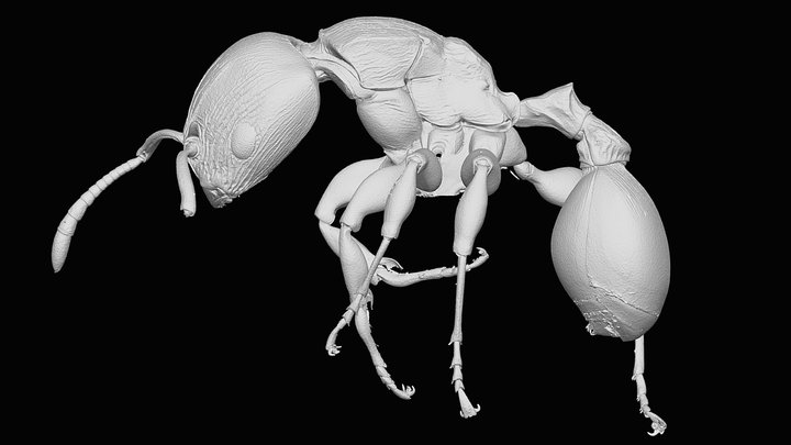 Terataner elegans Bernard, 1953 3D Model