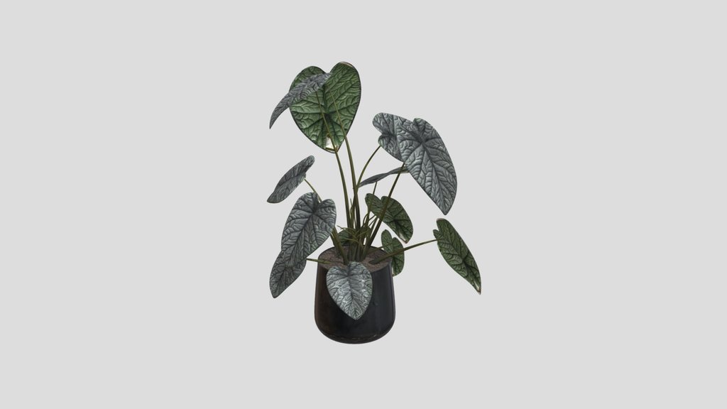 Silver Vein Alocasia
