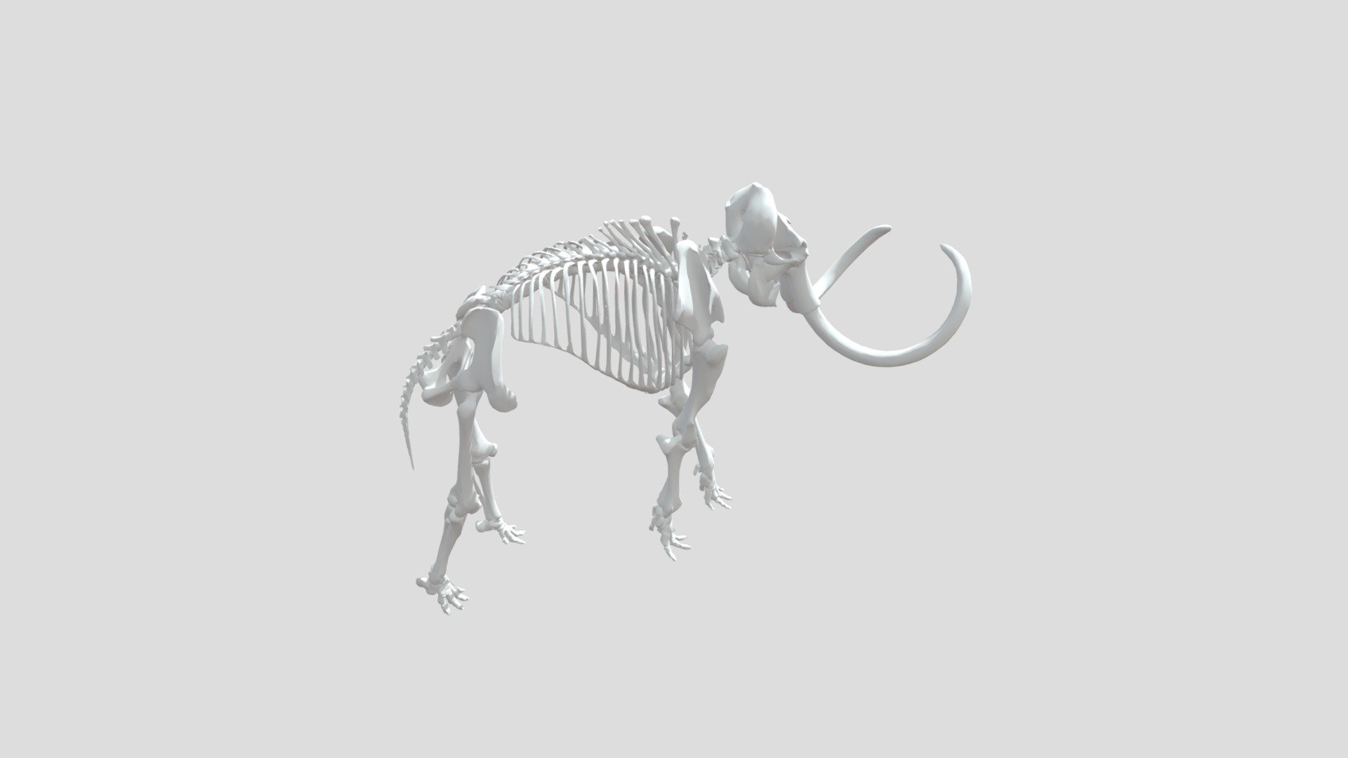 My Elephant