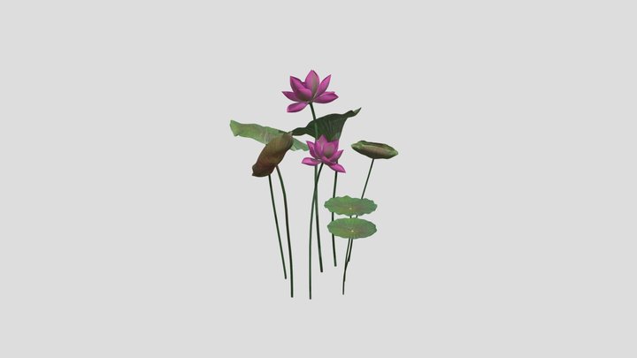 Lotus and Leaf - Hoa sen - TVC 3D Model