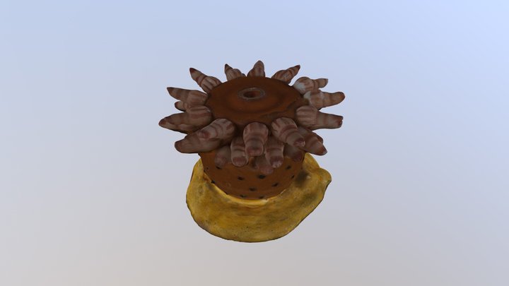 Cat. I (Zoology) 44 Bolocera tuediae 3D Model