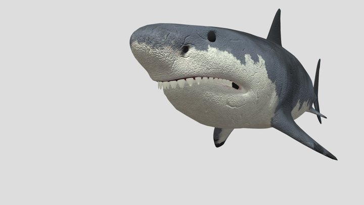Daz-studios-dinorauls-megalodon 3D Model
