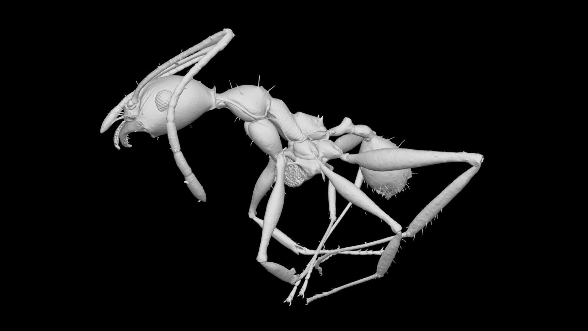 Pheidole bessonii Worker CASENT0319203