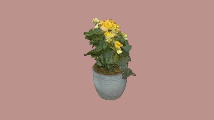 Yellow Begonia Plant 3D Model