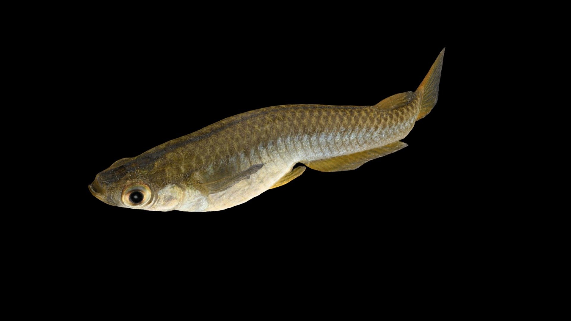 CC0 ミナミメダカ 🐟 ♀ Rice Fish, Oryzias latipes — Sketchfab embed 3D viewer