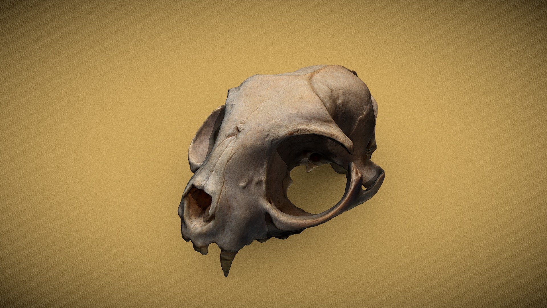 Maurice's skull
