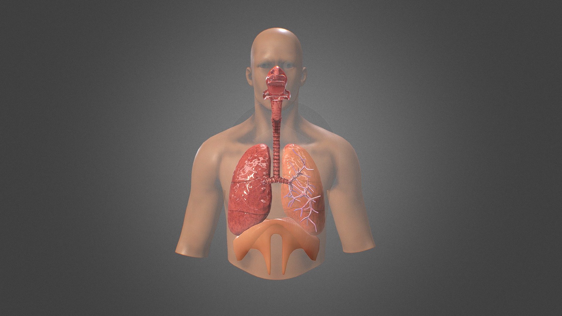 Human Respiratory System Review Buy Royalty Free 3D Model By Darmawan 