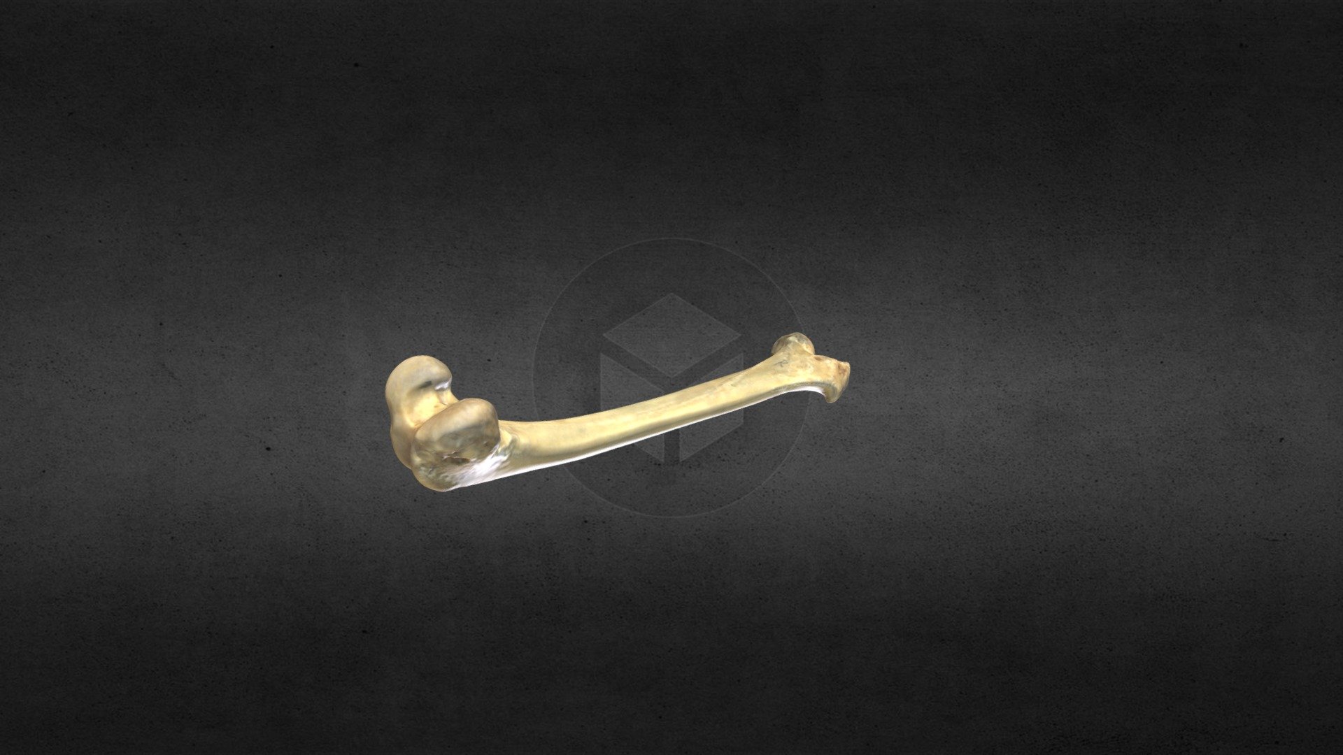 MSCC084 Vulpes vulpes Right Femur