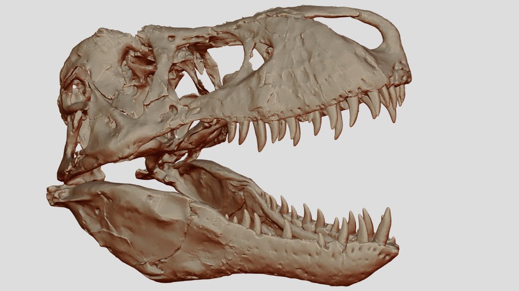 T-rex_skull_mm_1-20_scale