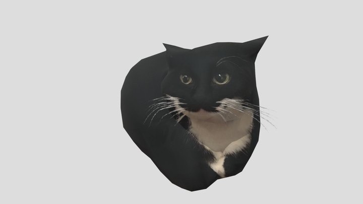 Cat Face Meme - Download Free 3D model by juanjoalas (@juanjoalasmorel)  [1679f37]