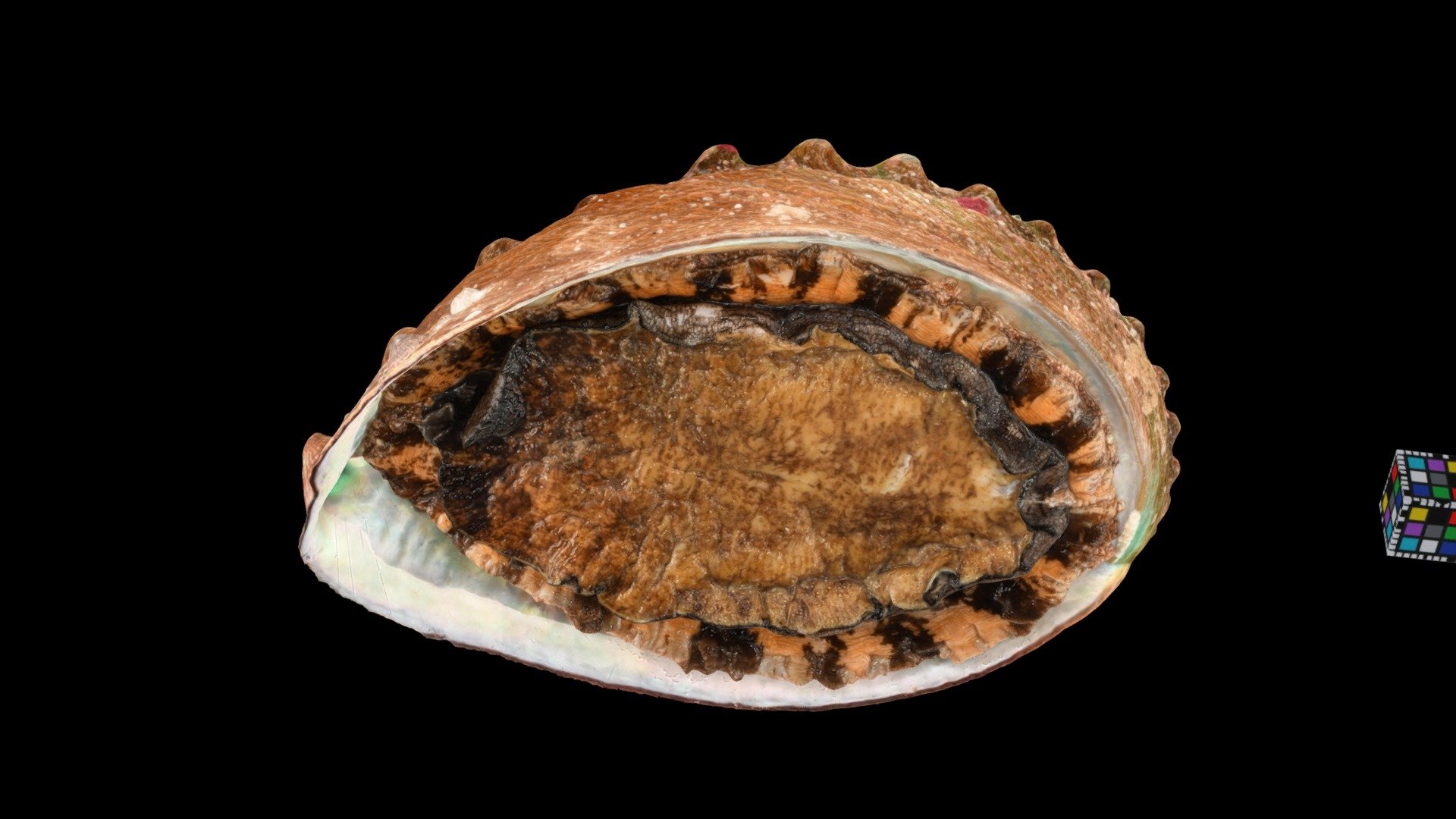 クロアワビ Disk Abalone, Haliotis discus discus - Download Free 3D model by ...