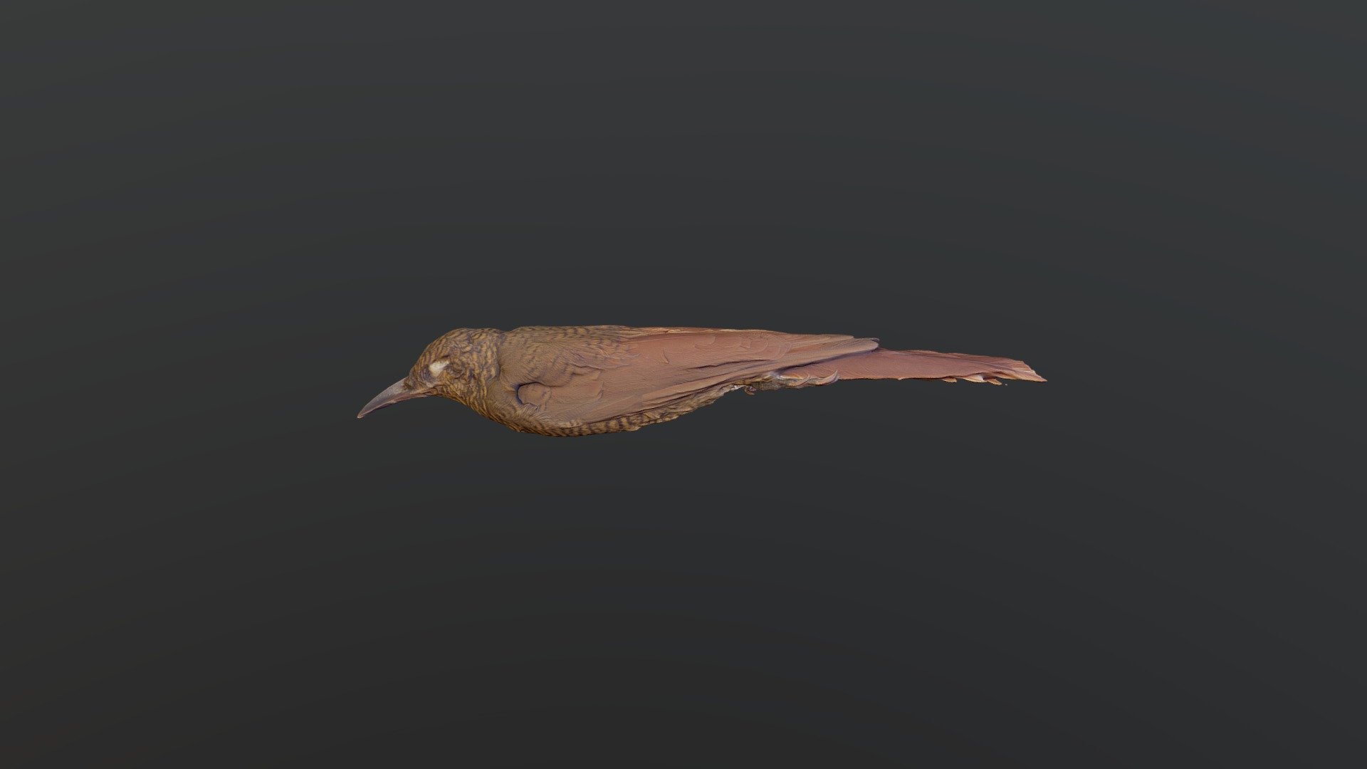 Northern Barred-Woodcreeper - D. sanctithomae