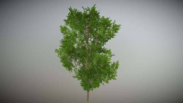 Real Tree Models 3D Model