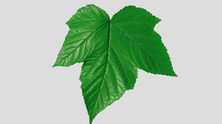 Thimbleberry Leaf 3d scan 3D Model