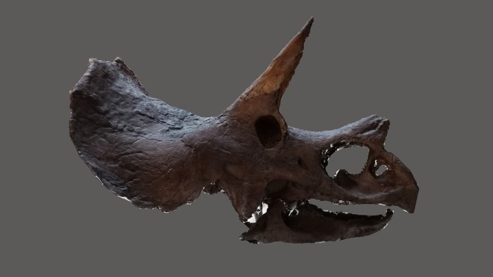 Triceratops skull (Germany) 3D Model
