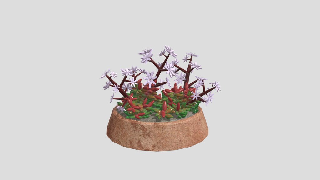Large Azure Stonecrop Succulent