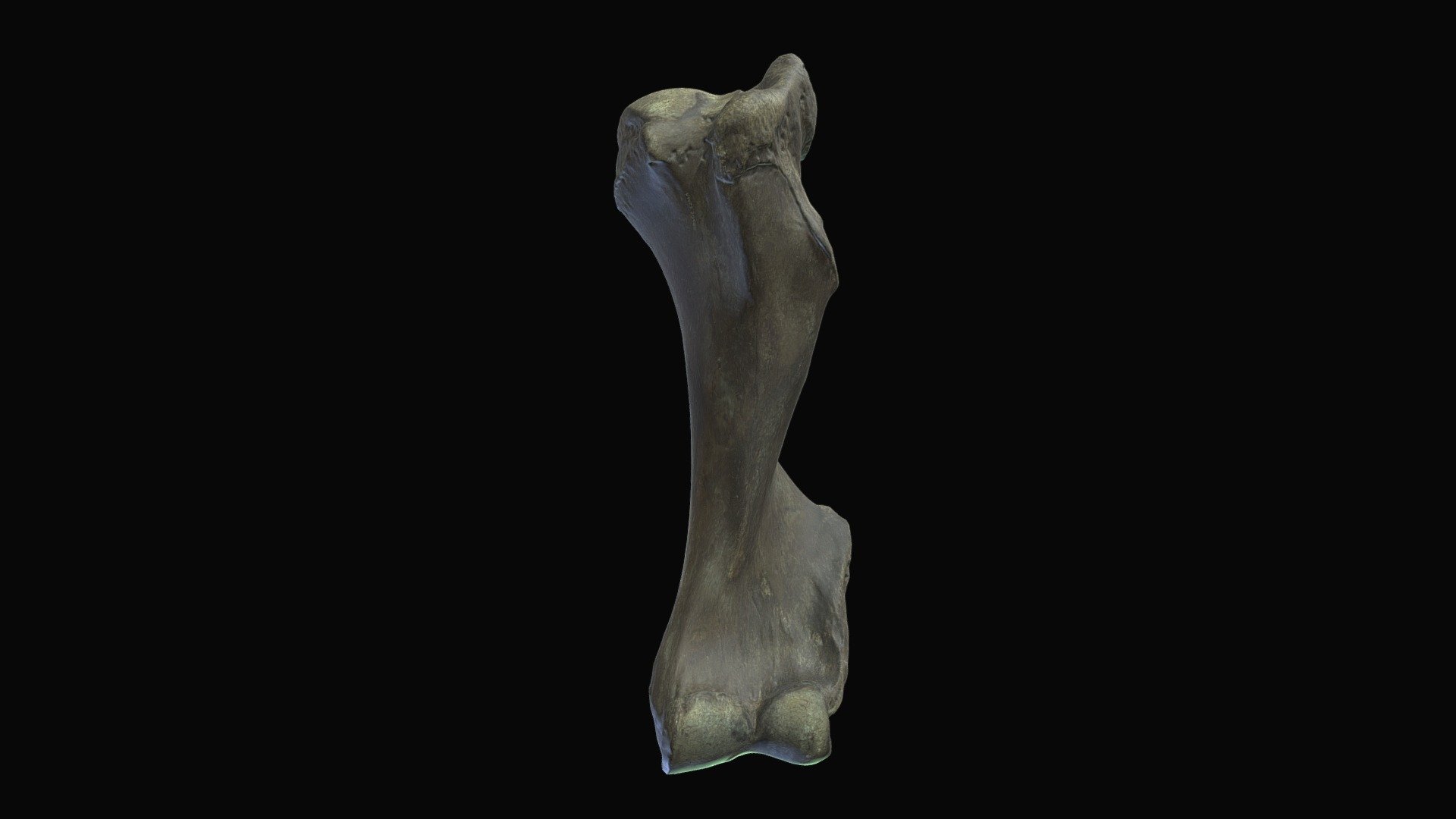 Mastodon Humerus. Neath Farm, Dane Co., WI - Download Free 3D model by ...