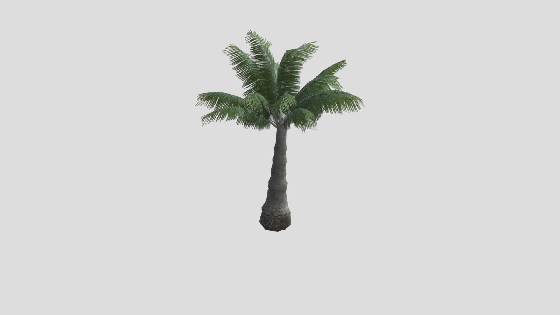Young Palm