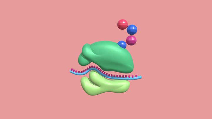 ribosomas 3D Model